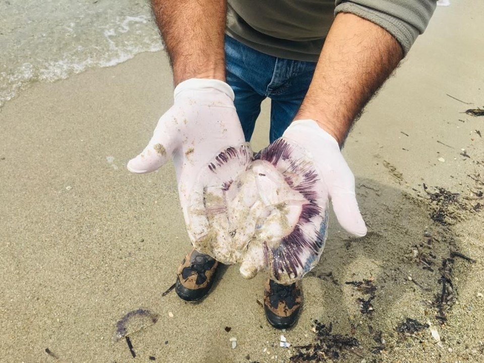 Kuşadası'nda ölü mor denizanaları kıyıya vurdu - 2
