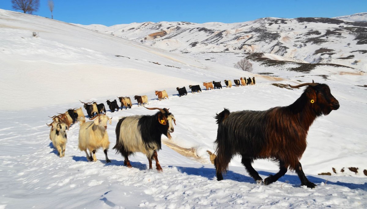 Muş'ta keçilerin zorlu kış yolculuğu