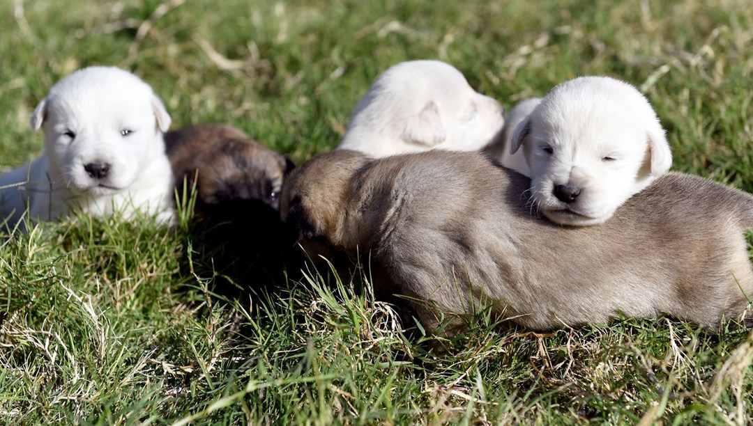 Yeni doğmuş köpekleri çuvala koyup ormana attılar NTV