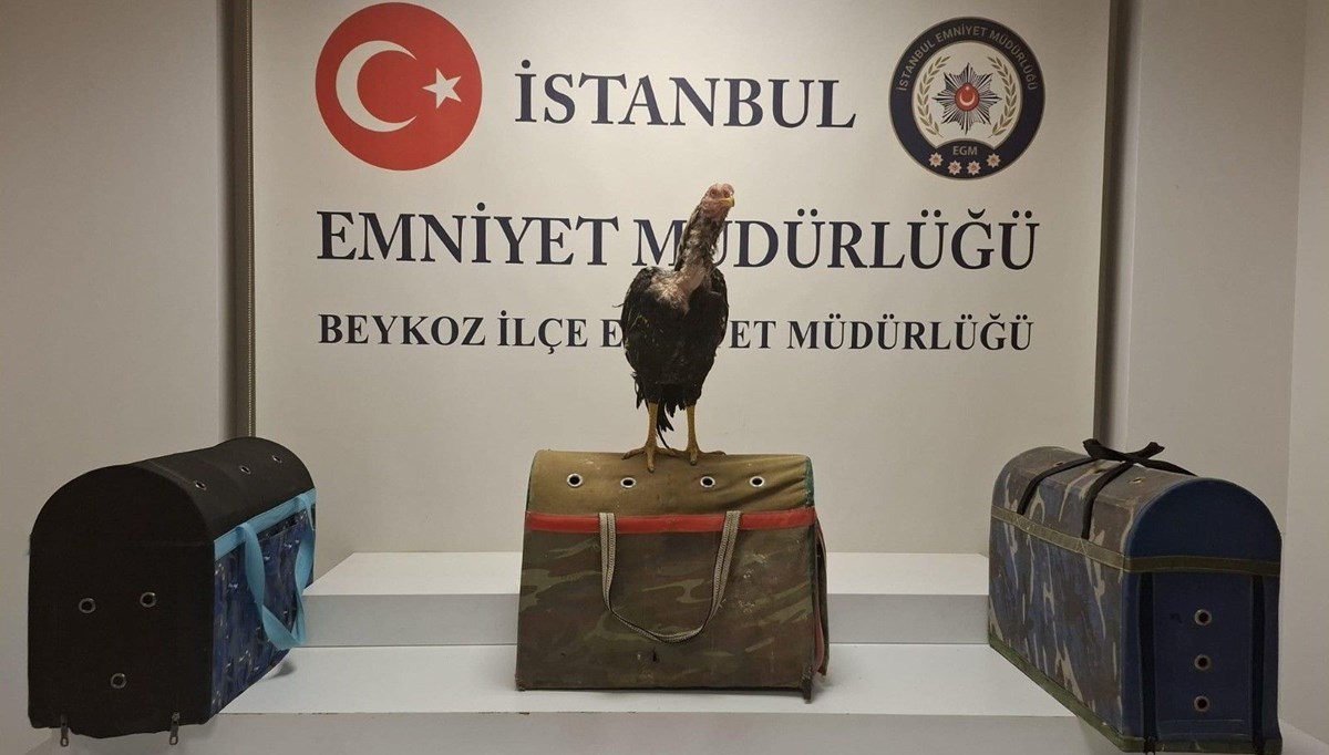 Horoz dövüşüne ceza