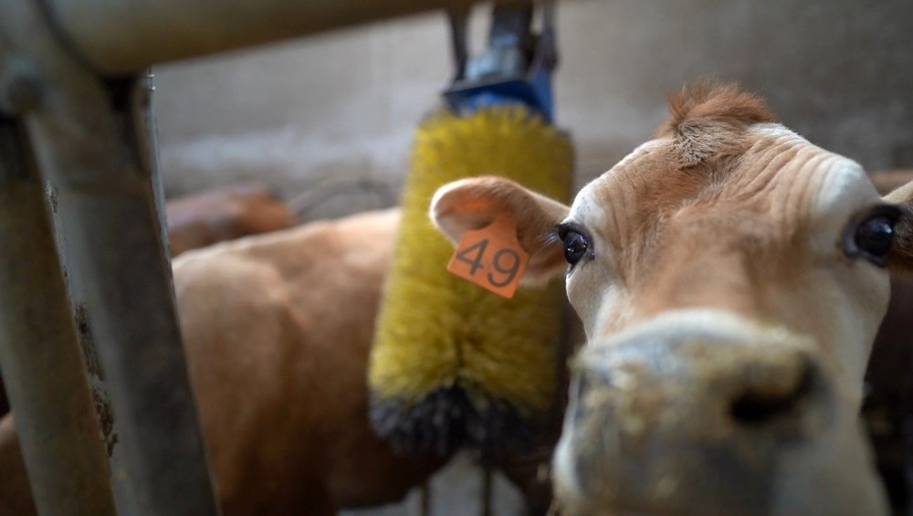 Trabzon'da Hayvancılıkta Yeni Dönem: Jersey Sperması Umut Oldu 76 pYKrTOz 4USkglkZbq5FwQ