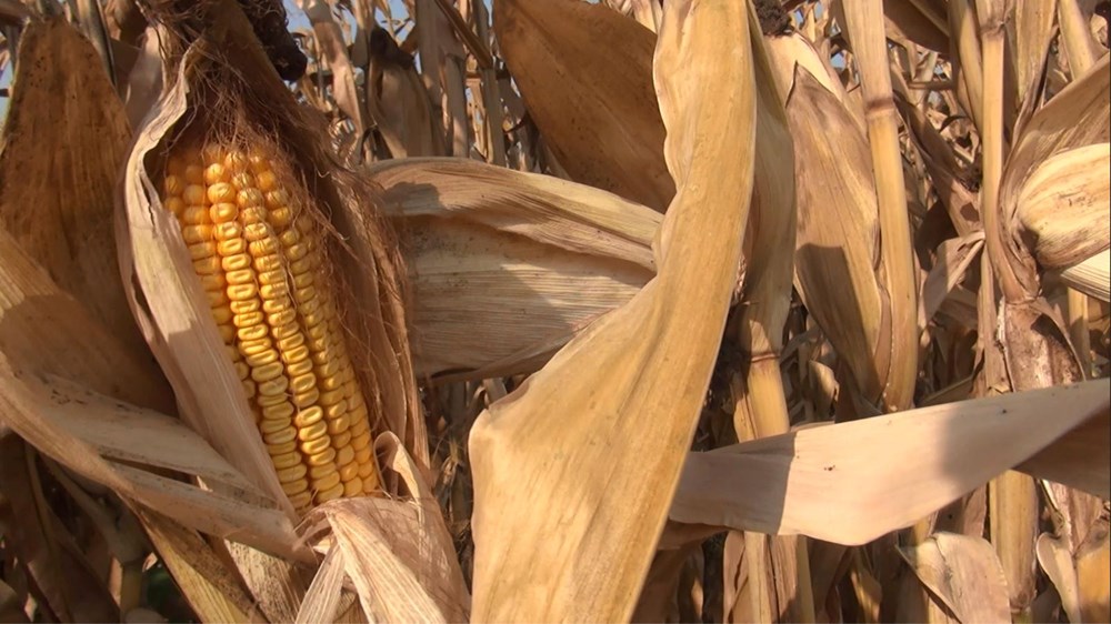 Karadeniz’i bekleyen tehlike | “İlk kez 2040 yılında etkili olacak” - 5