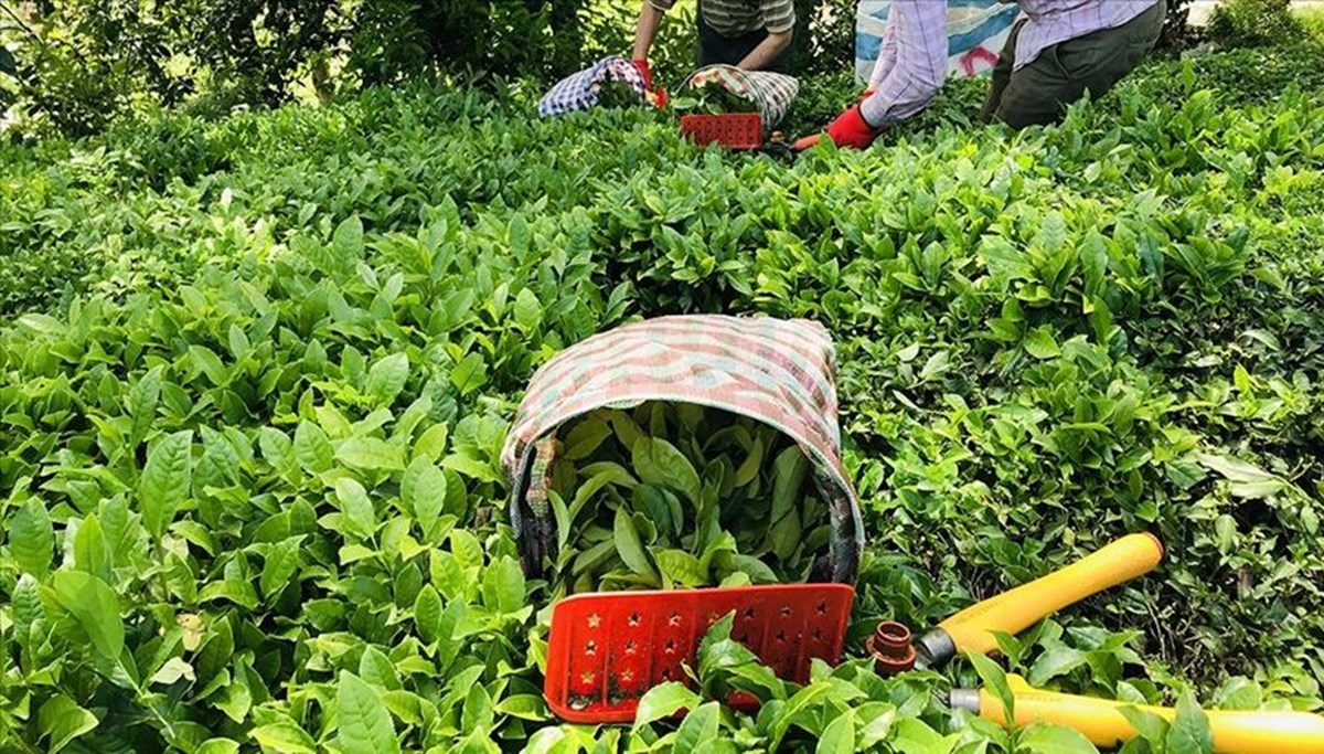 2024 yılı yaş çay alım fiyatı açıklandı