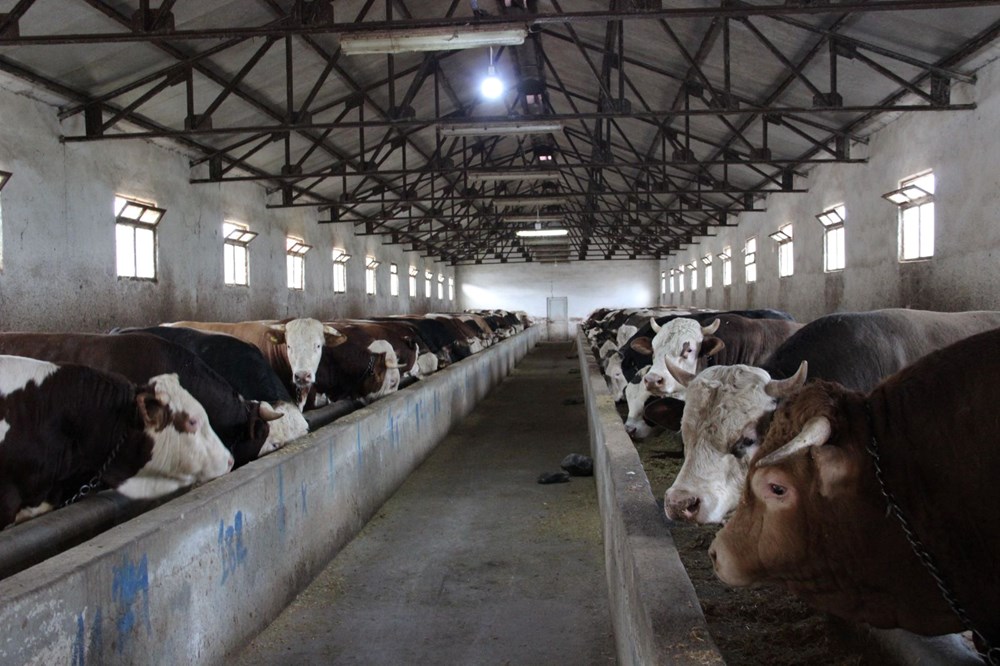 1 ton 150 kilogram tartısında: "Paşa" 380 bin TL'ye alıcısını bekliyor 75 pamCF9INEEGNKTmPFInkuQ