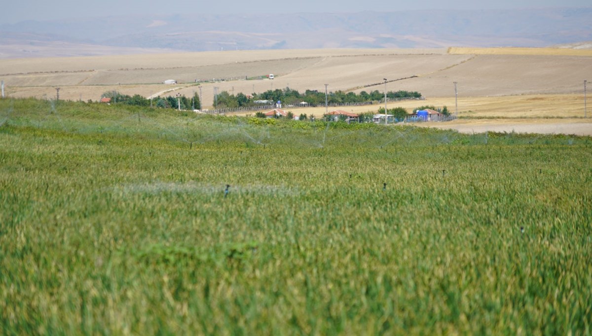 Soğan üreticileri rekolte beklentisini açıkladı Soğan üreticileri rekolte beklentisini açıkladı
