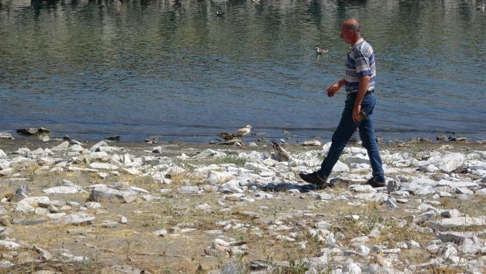 Van’da binlerce martı öldü, binlercesi de ölümü bekliyor - 3