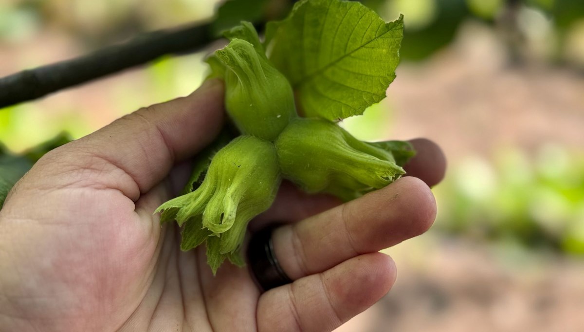 AB ülkelerine 13 bin ton fındık ihraç edildi