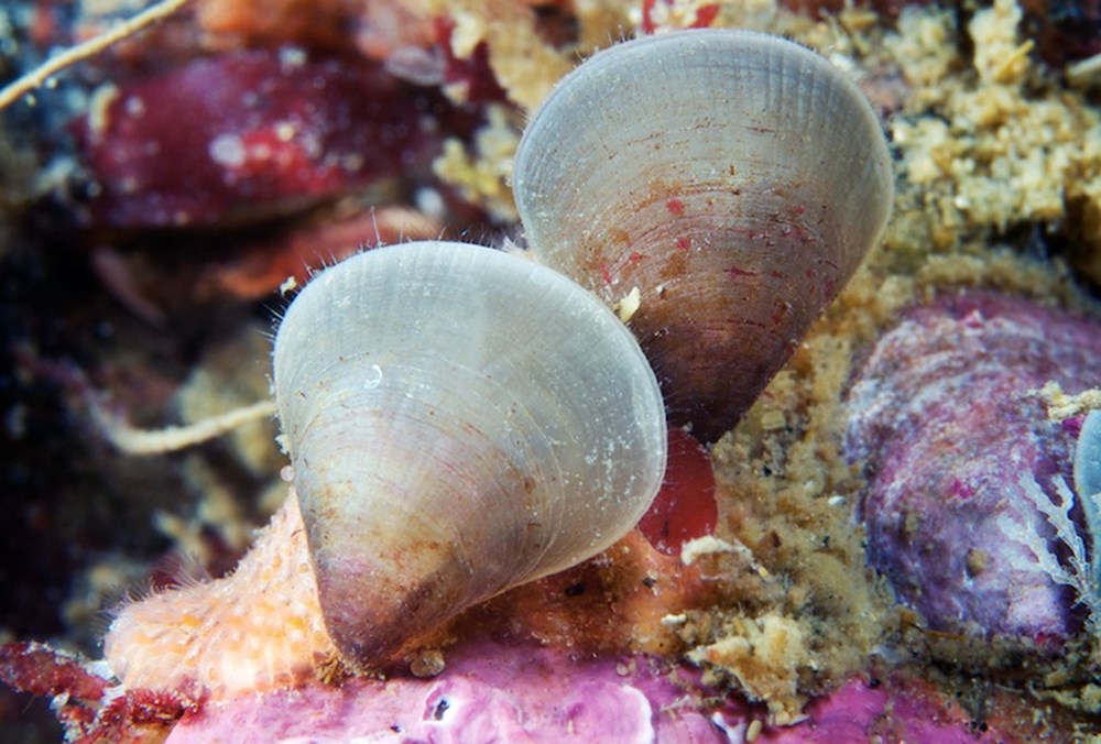 Губки моллюски