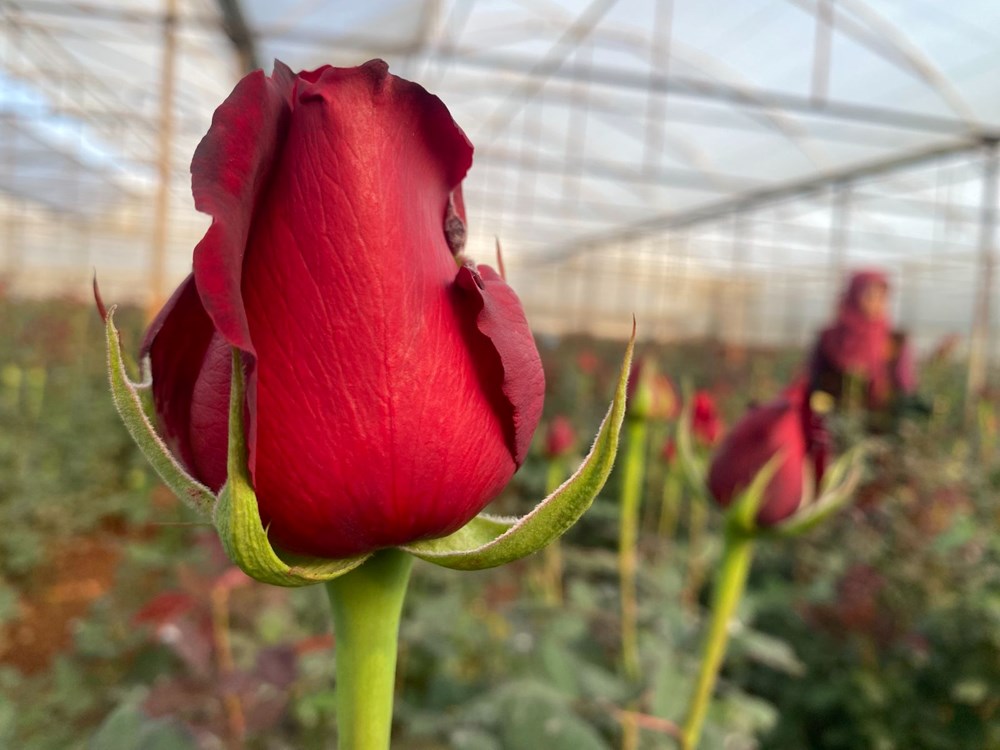 Sevgililer Günü gül üreticisinin yüzünü güldürecek: Demeti 800 TL'den başlıyor - 5