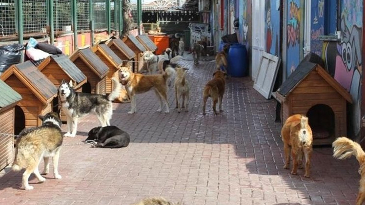 veterinerler toki ye basvurdu 81 ilde barinak yapin ntv