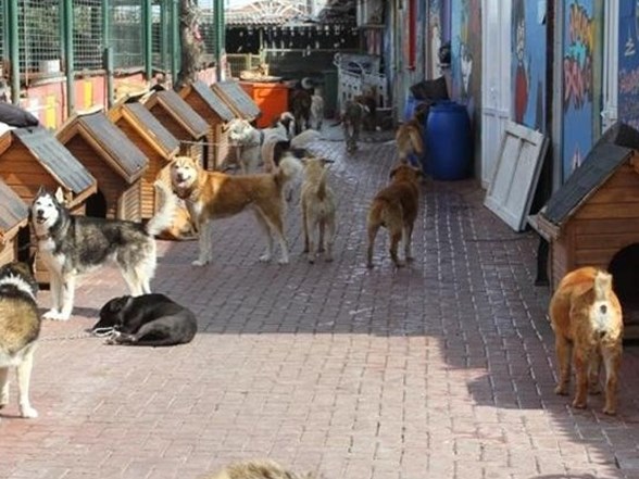 Veterinerler Toki Ye Basvurdu 81 Ilde Barinak Yapin Ntv