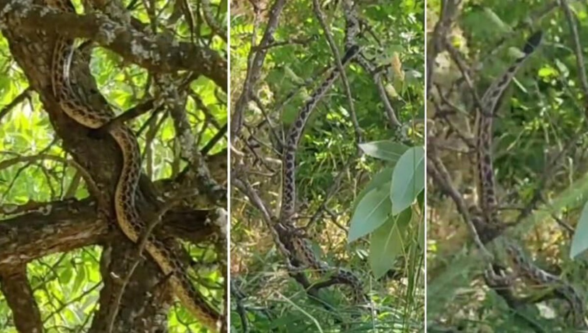 Tunceli'de sarı yılan görüntülendi