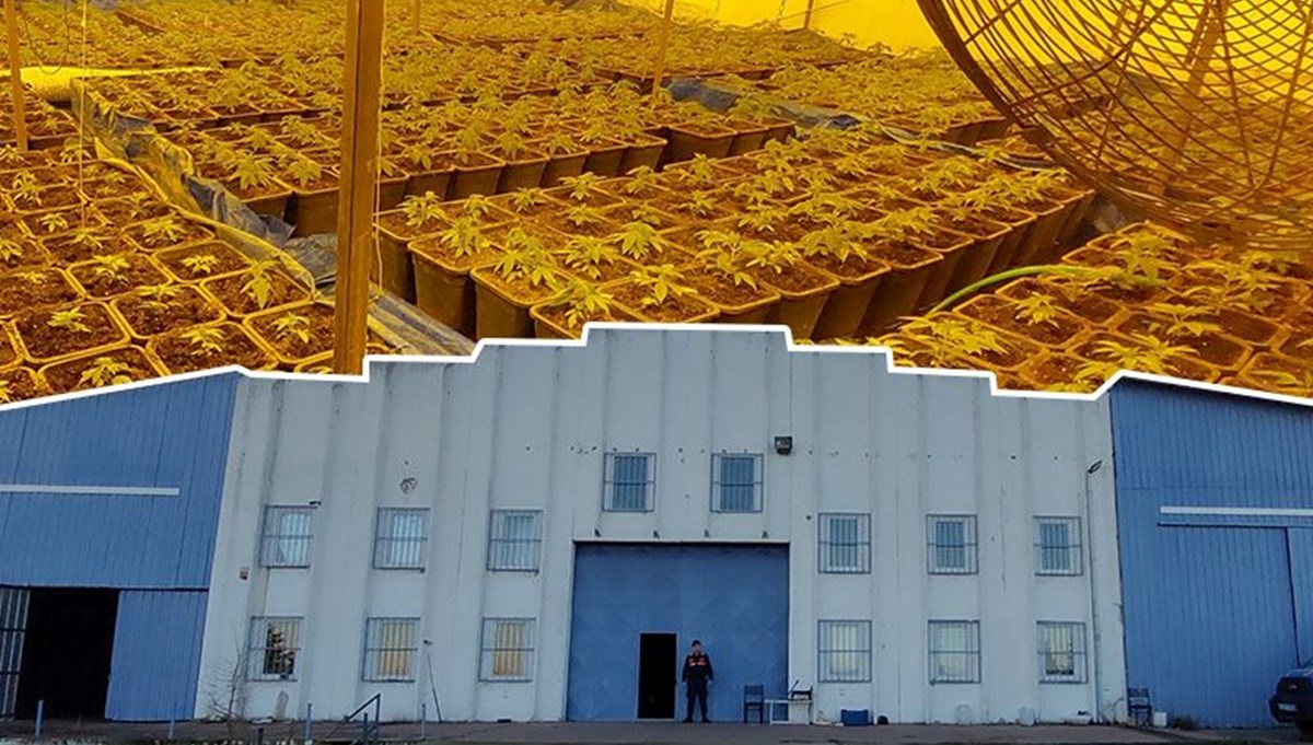 Fabrikayı uyuşturucu serasına çevirmişlerdi: Bekçi ve patron tutuklandı Fabrikayı uyuşturucu serasına çevirmişlerdi: Bekçi ve patron tutuklandı