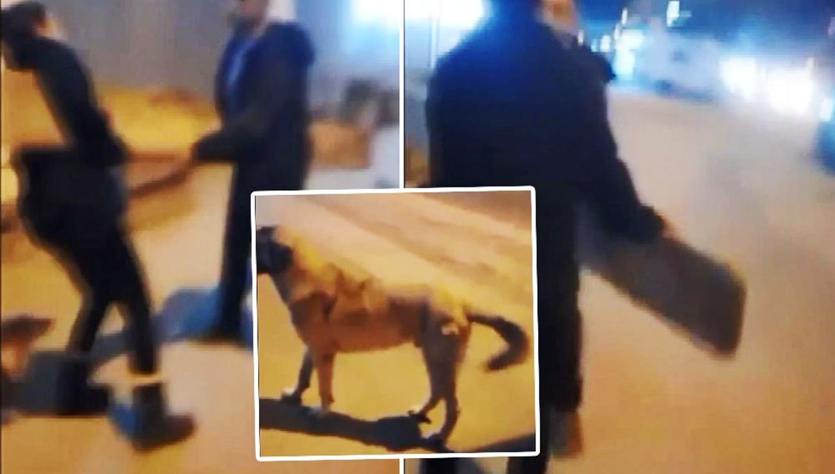 İstanbul’da tacizden kurtaran Bobi’ye kurşun tartışması İstanbul’da tacizden kurtaran Bobi’ye kurşun tartışması