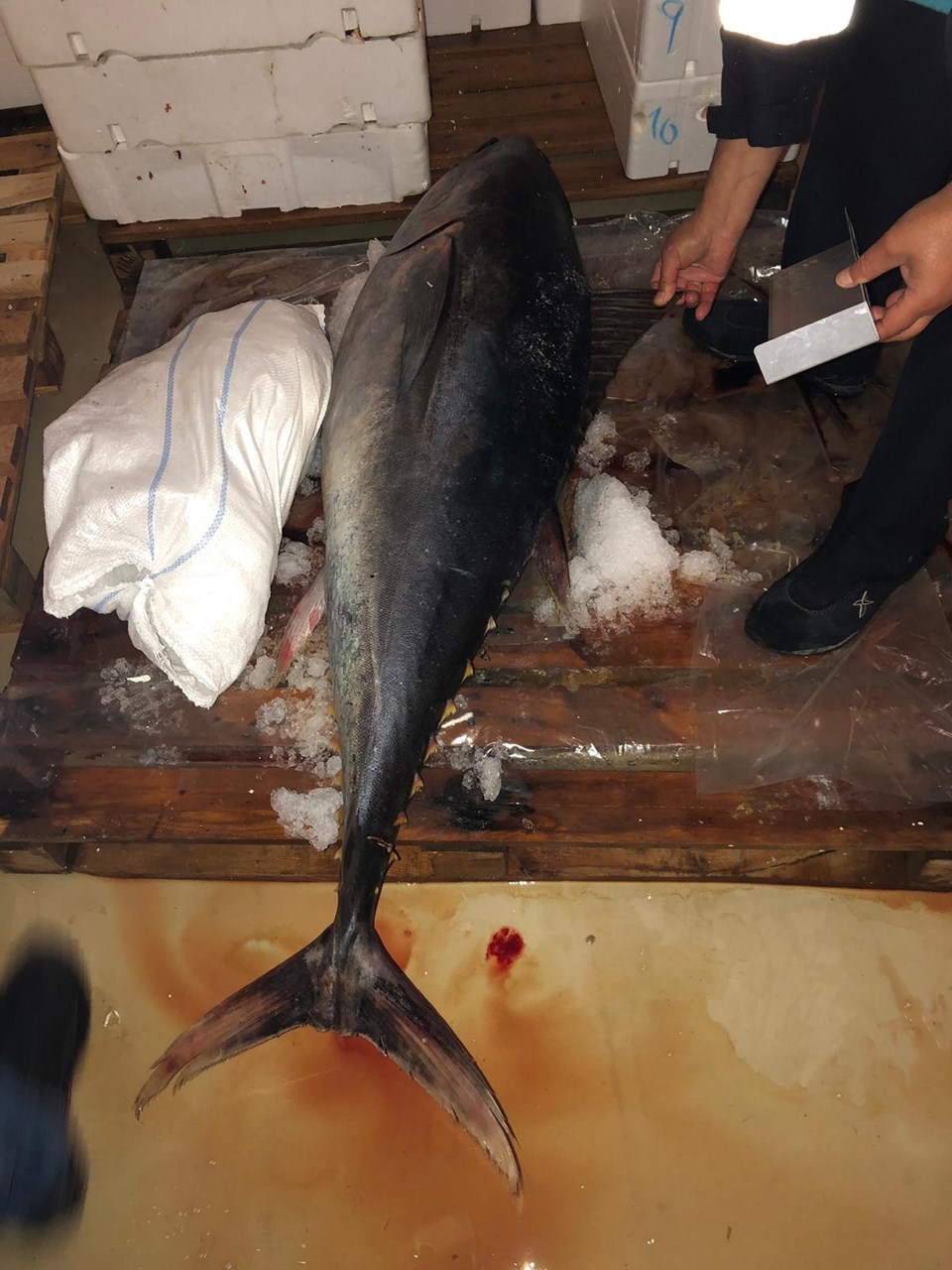 İstanbul'da boy yasağına uymayan 6,5 ton balığa el konuldu - 1