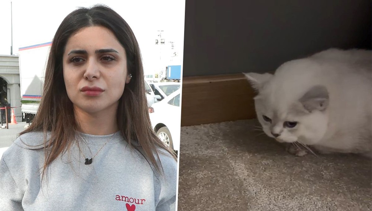 Florya’da veteriner kliniğinde ihmal iddiası | British Shorthair cinsi kedisine otopsi yaptıracak Florya’da veteriner kliniğinde ihmal iddiası | British Shorthair cinsi kedisine otopsi yaptıracak