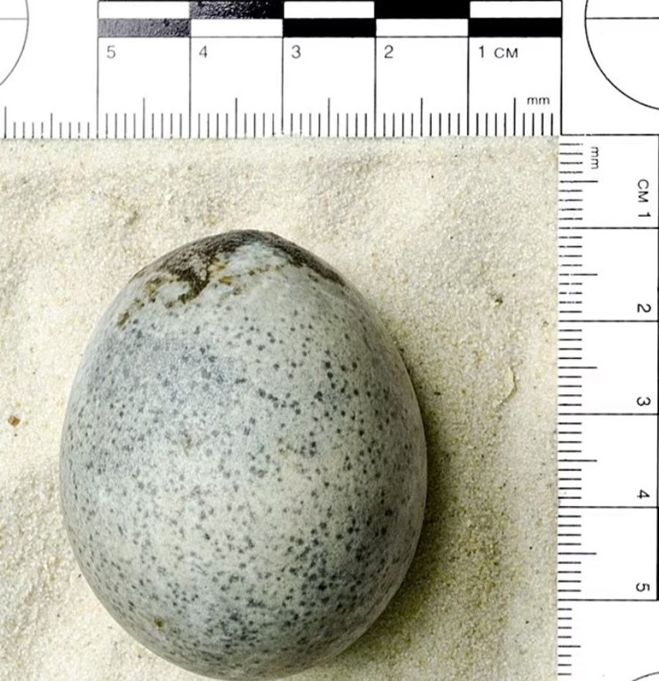 İngiltere'de bin 700 yıllık bozulmamış Roma tavuğu yumurtası bulundu - 1