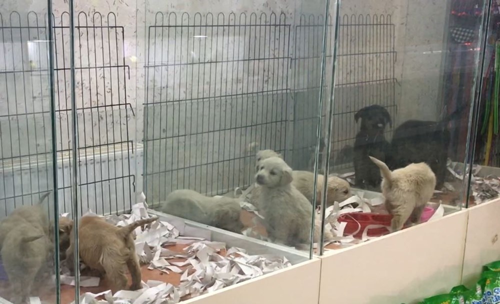 Pet shoplarda kedi-köpek satışında son günler - 2