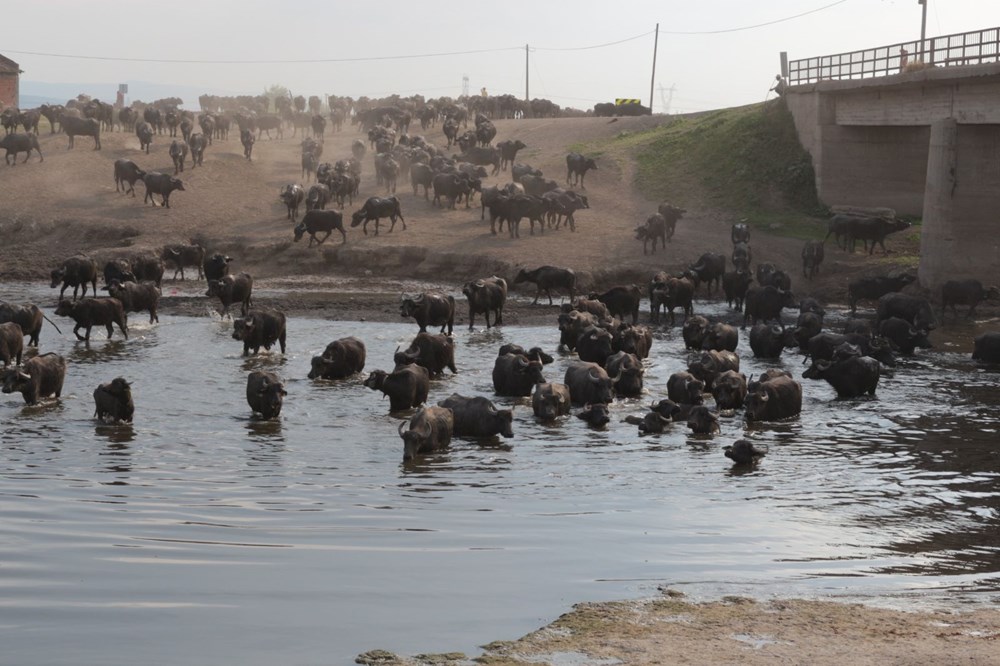 Afrika Serengeti Parkı değil Balıkesir Ovası - 8