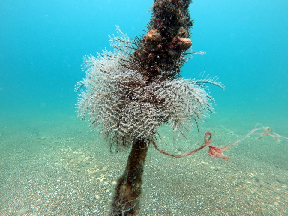 Zehirli denizanası uyarısı: 1-2 metre uzağında kalın - 1