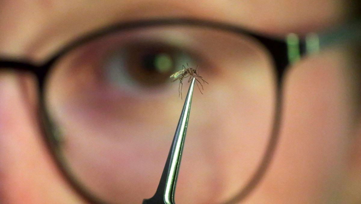 Çin'de Chikungunya virüsü salgını yayıldı