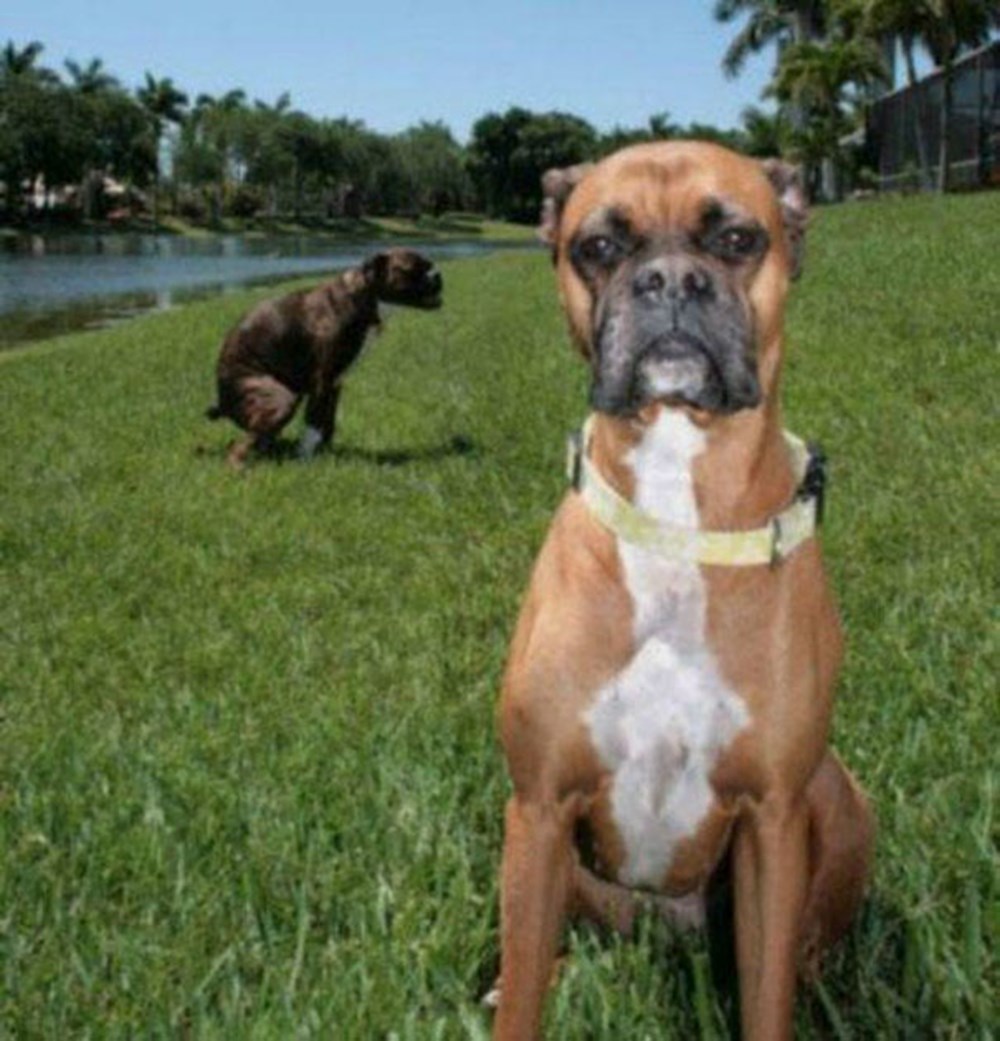 En güzel fotoğrafları ustalıkla bozan muzip köpekler Magazin