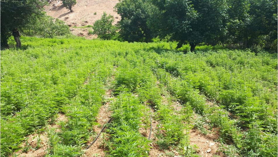 Diyarbakır ve Bingöl'de 10 milyon kök kenevir ele geçirildi