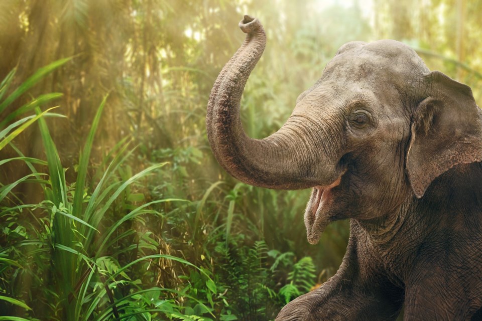 Dünyadaki en büyük beyne sahip (ortalama dört buçuk kilo) olan fillerin popülasyonu son yıllarda giderek azalıyor. Bilim insanları Afrika'da kilometrekare başına düşen fil sayısının 0,58 ifade etti. Bununla birlikte, araştırmacılar, canlıların popülasyonun azalmasında sadece beyin büyüklüğünün rol oynamadığını; iklim değişikliği ve habitat yıkımı gibi faktörlerin de önemli bir rol oynadığını bildirdi. 