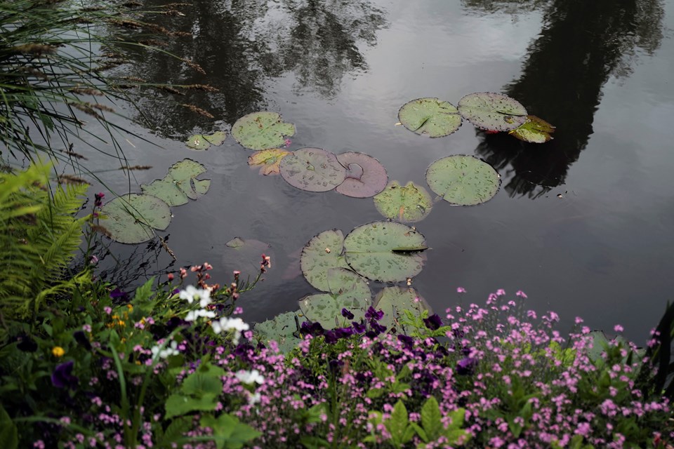 Fransız ressam Monet'in 'Nilüferler' tablosu ruh sağlığına iyi geliyor - 3