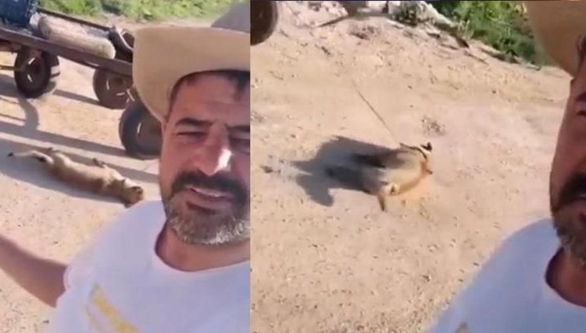 Öldürdüğü köpeği at arabasına bağlayıp sürükleyen kişi gözaltında Öldürdüğü köpeği at arabasına bağlayıp sürükleyen kişi gözaltında