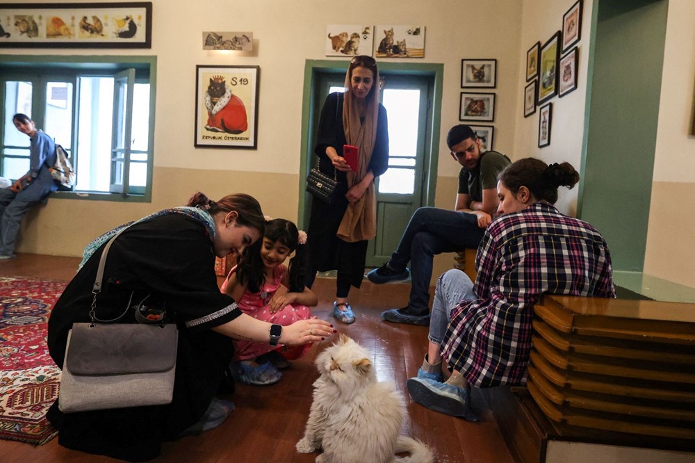 İran'da kedi kafe açıldı: Ziyaretçilerden yoğun ilgi - 3