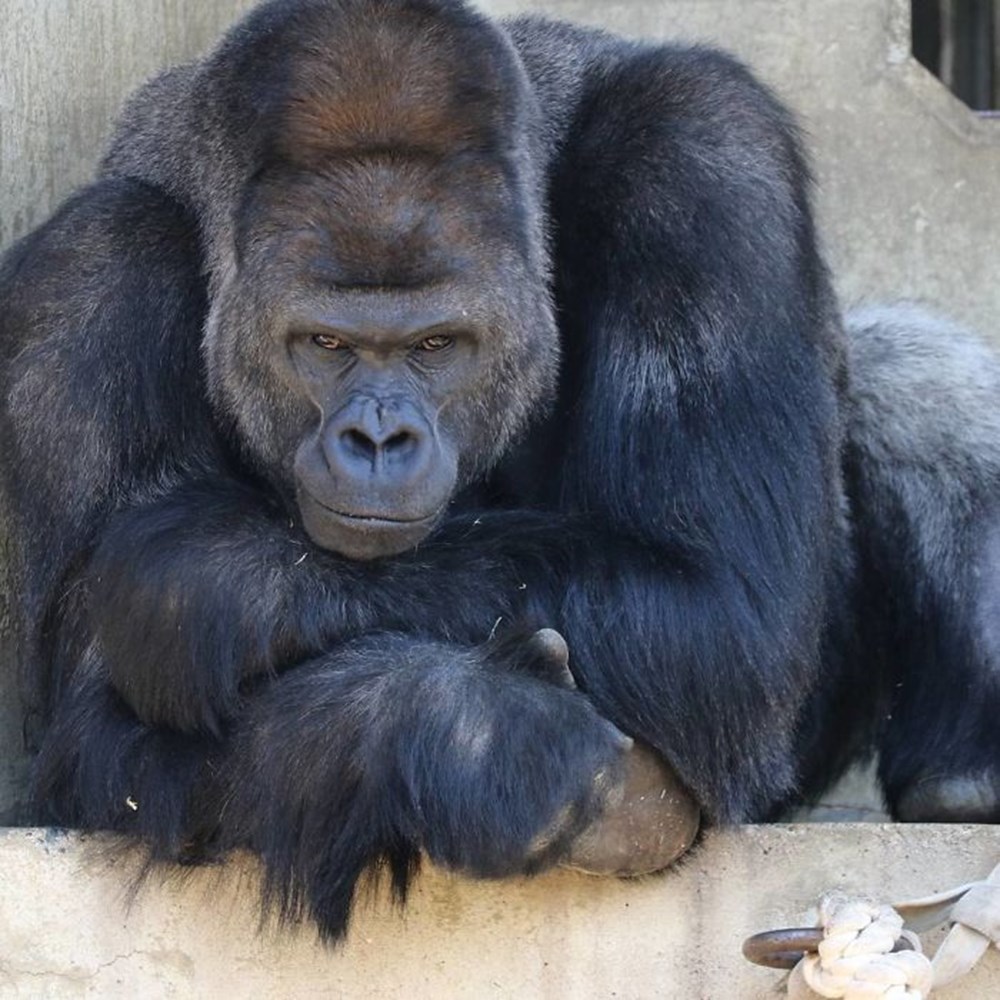 Самая большая обезьяна. Горилла Шабани. Горилла самец Shabani. Самая большая горилла Шабани в мире. Вес гориллы.