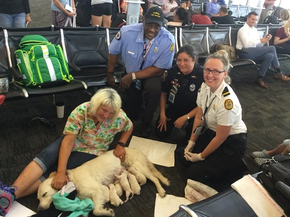 Rehber köpek havalimanında 8 yavru doğurdu - 2