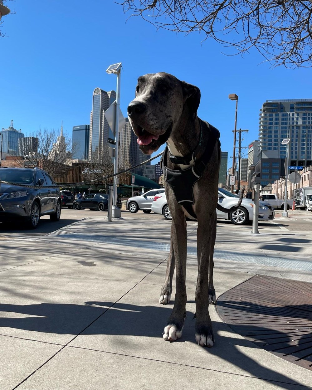 Dünyanın en uzun köpeği öldü - 8