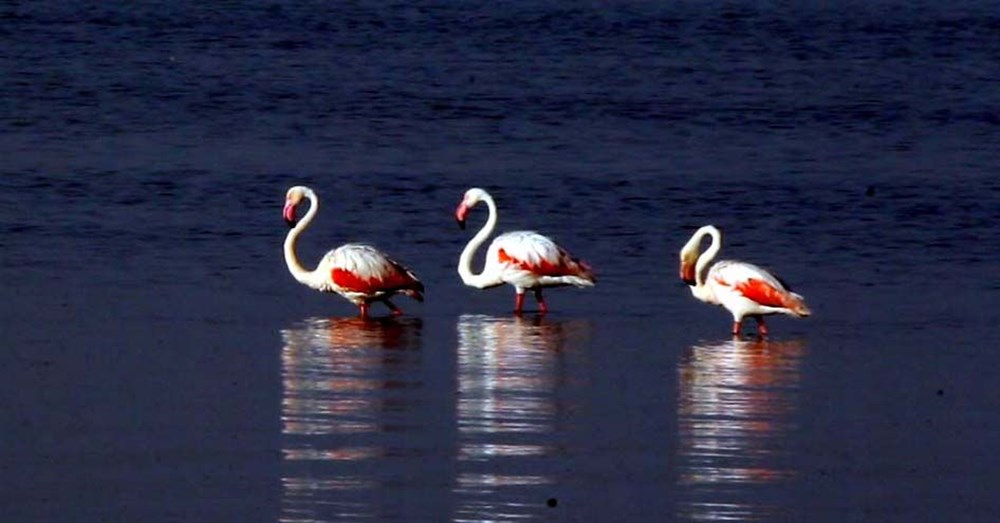 Van Gölü'nde flamingo şöleni - 6