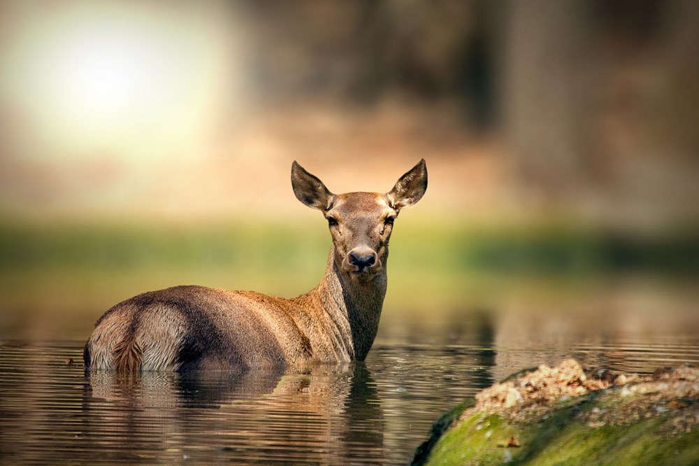 Avrupa'n�n en b�y�k do�al ya�am merkezi Ormanya