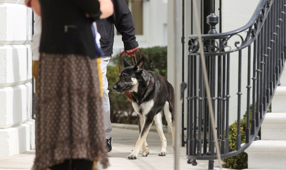Beyaz Saray'da Biden'ın köpekleri krize neden oldu - 7