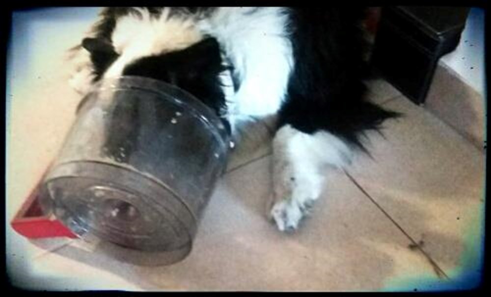 Barcelona için �kedi dayanışması� NTV