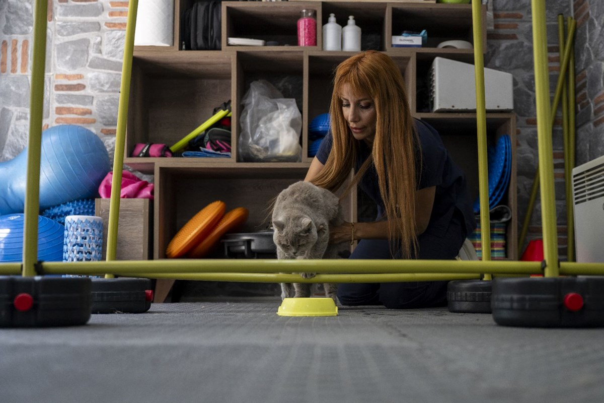 Obez kedi Şiraz'ın muhteşem değişimi: Pilates ve yüzmeyle 6 kilo verdi