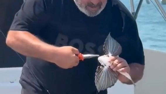 Saros'ta nadir görülen kırlangıç balığı oltaya takıldı