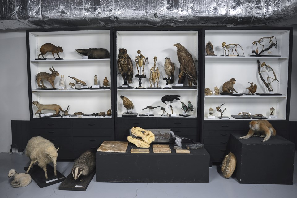 Zooloji Koleksiyonu binlerce canlı türünü görme imkanı sunuyor - 1