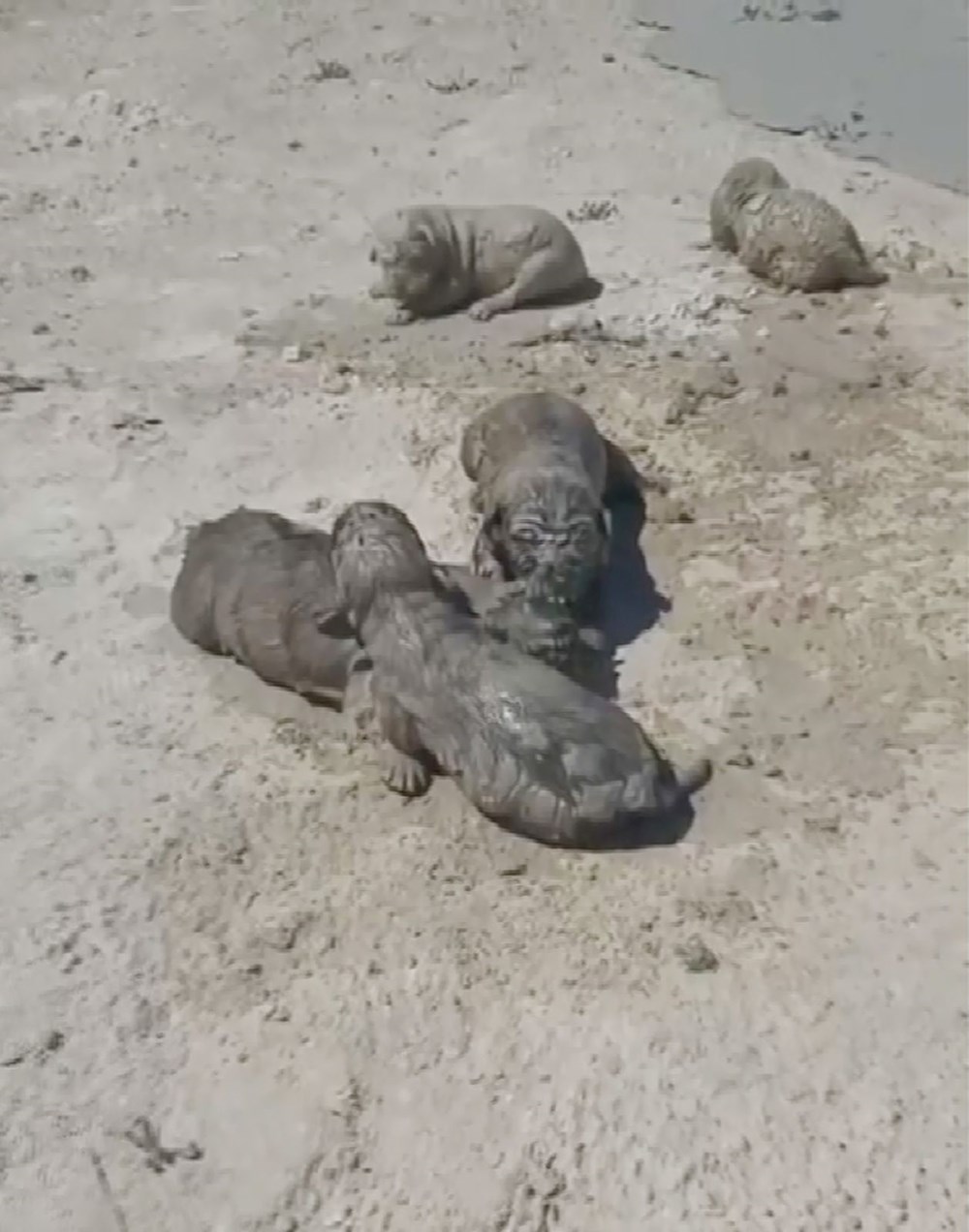 Antalya'da yavru köpeklere beton atık suyu katliamı - 2
