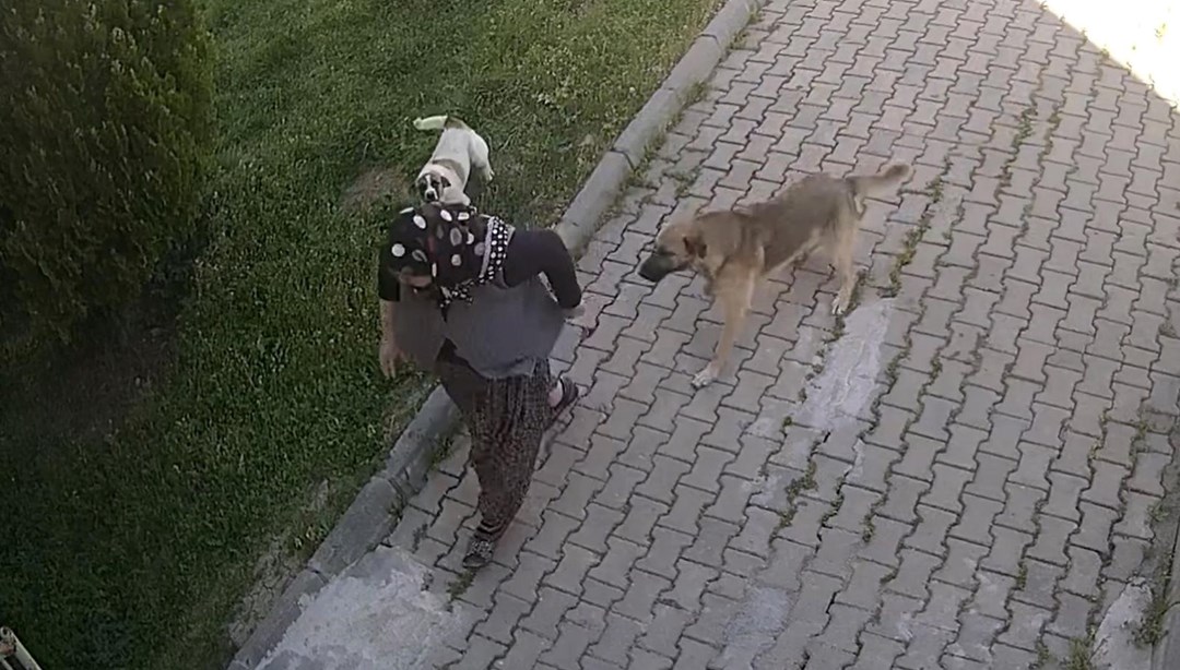 Köpeklerden kaçarken düşen yaşlı kadın yaralandı