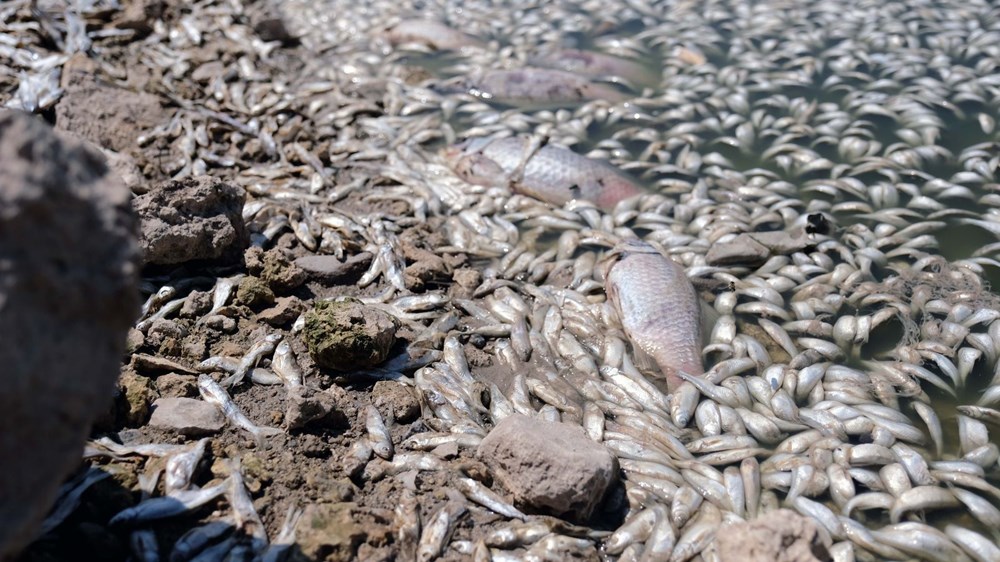 May Barajı'nda korkutan görüntü: Sular çekildi, binlerce balık telef oldu - 2