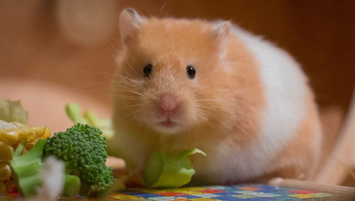 Hong Kong’da hamsterlardan insanlara Covid-19 virüsü bulaştı