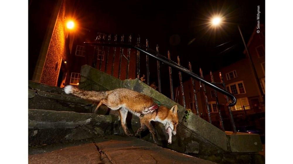 Yılın Vahşi Yaşam Fotoğrafı finalistleri belli oldu (Wildlife Photographer of the Year) - 20