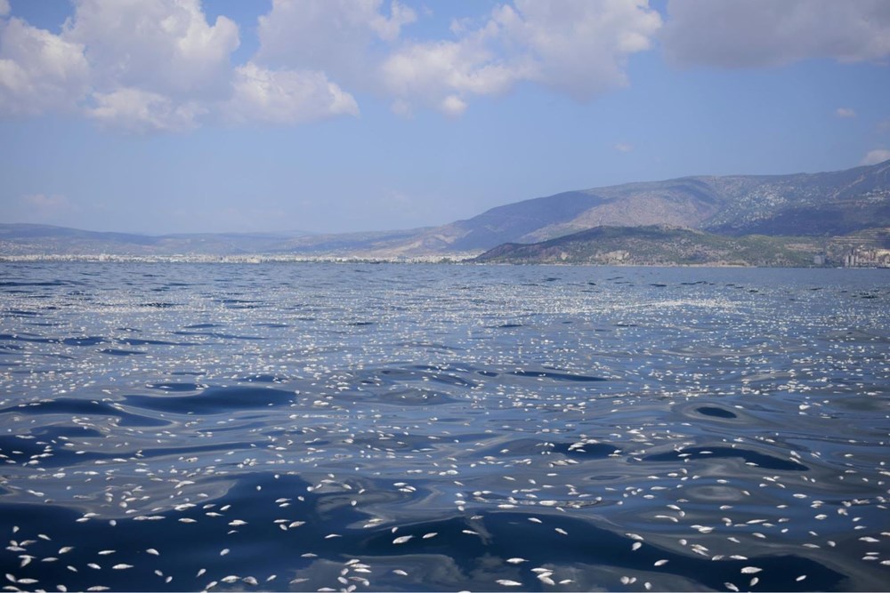 İzmir'den sonra Yunanistan'da milyonlarca ölü balık! - 3