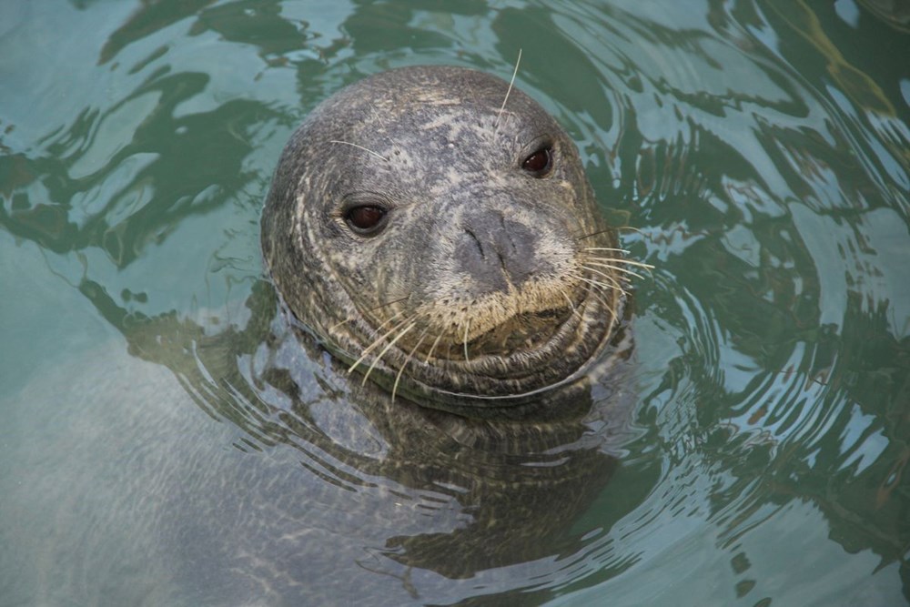 Nadir Akdeniz Foku, Kuşadası Kıyılarında Görüntülendi: Tükenmekte Olan Tür Yeniden Canlanıyor Mu? 72