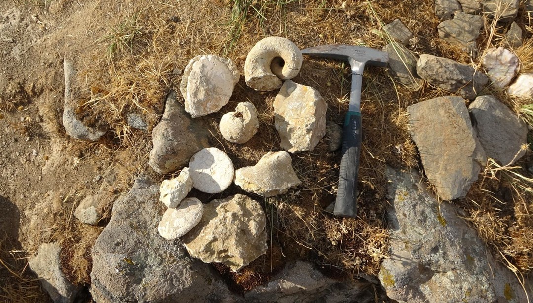 Muş'ta 35 milyon yıllık deniz canlıları fosili bulundu - Vimarsana News