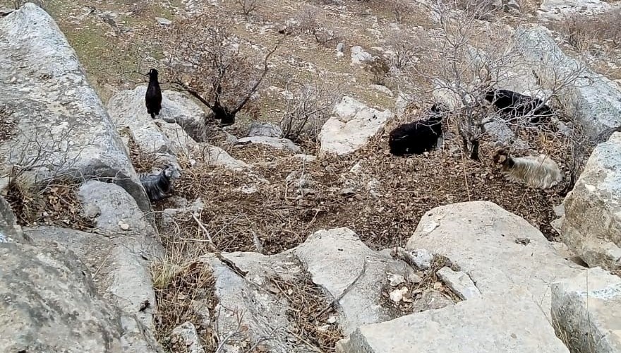 Keçiler TikTok kurbanı: Kayalıklarda mahsur kaldılar